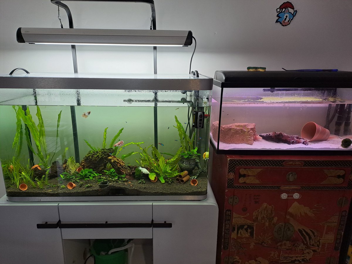 Misstrognon's tweet image. Joyeux Noël de la part de tout ce petit monde aussi haha