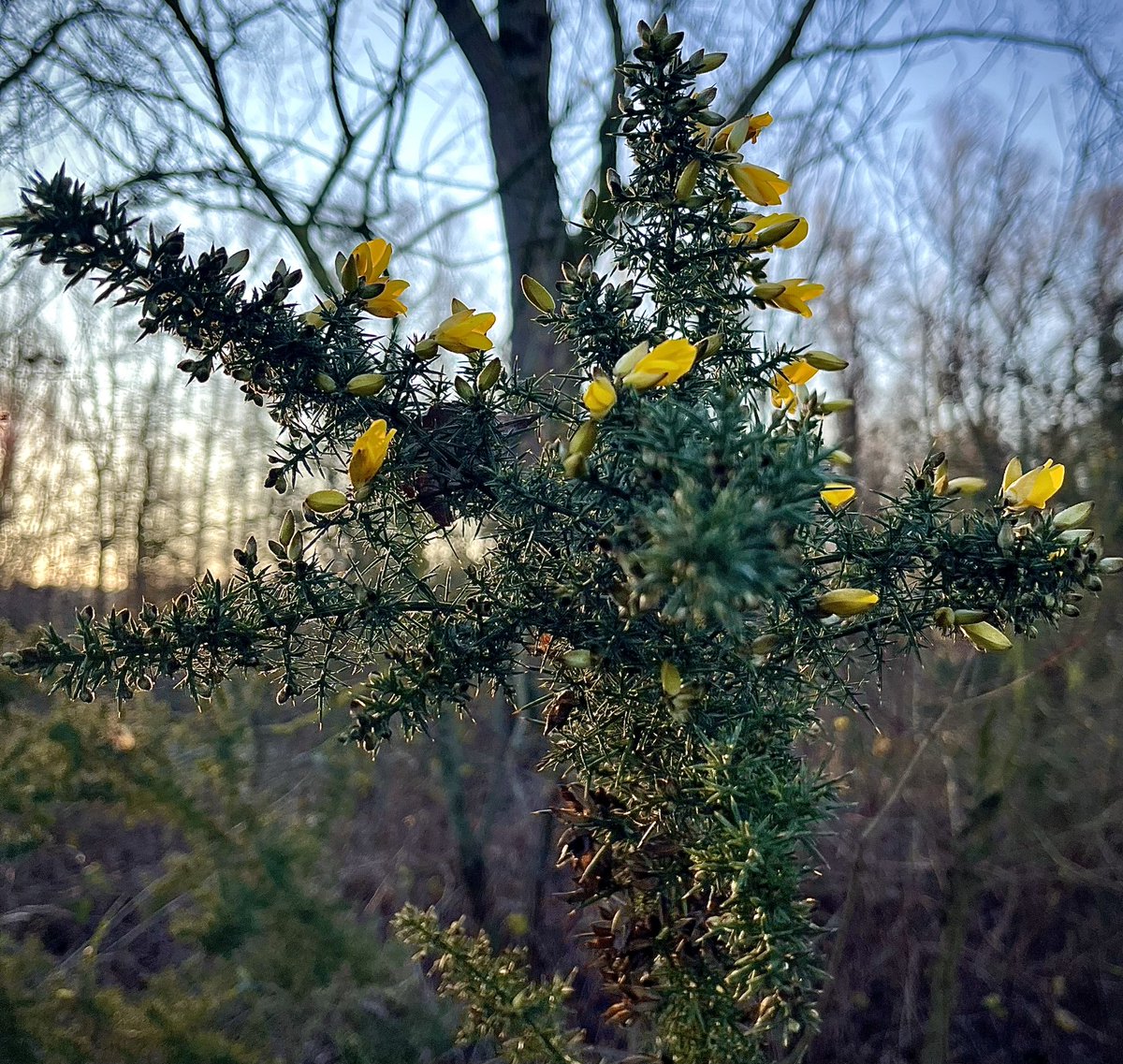 EveFlament's tweet image. 9 km à pied ça use les souliers !
- 9 degrés (ressenti) ça use les cuisses 🤭
Merci à ceux qui se sont inquiétés pour elles (mes cuisses) elles s’acclimatent ! 
Joyeux Noël 🎄
#SolInvictus #Sempervirens