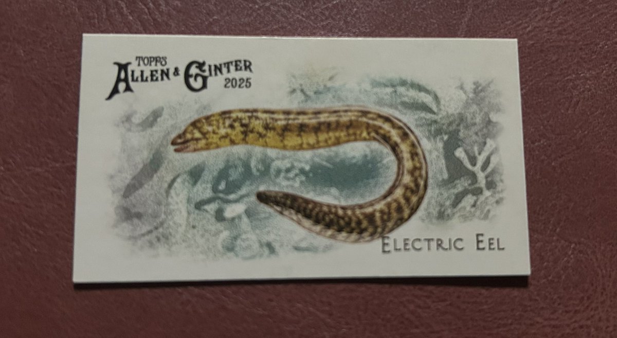 toyonosuke10's tweet image. ウツボ

2025 Topps Allen &amp;amp; Ginter 

#Topps #AllenandGinter