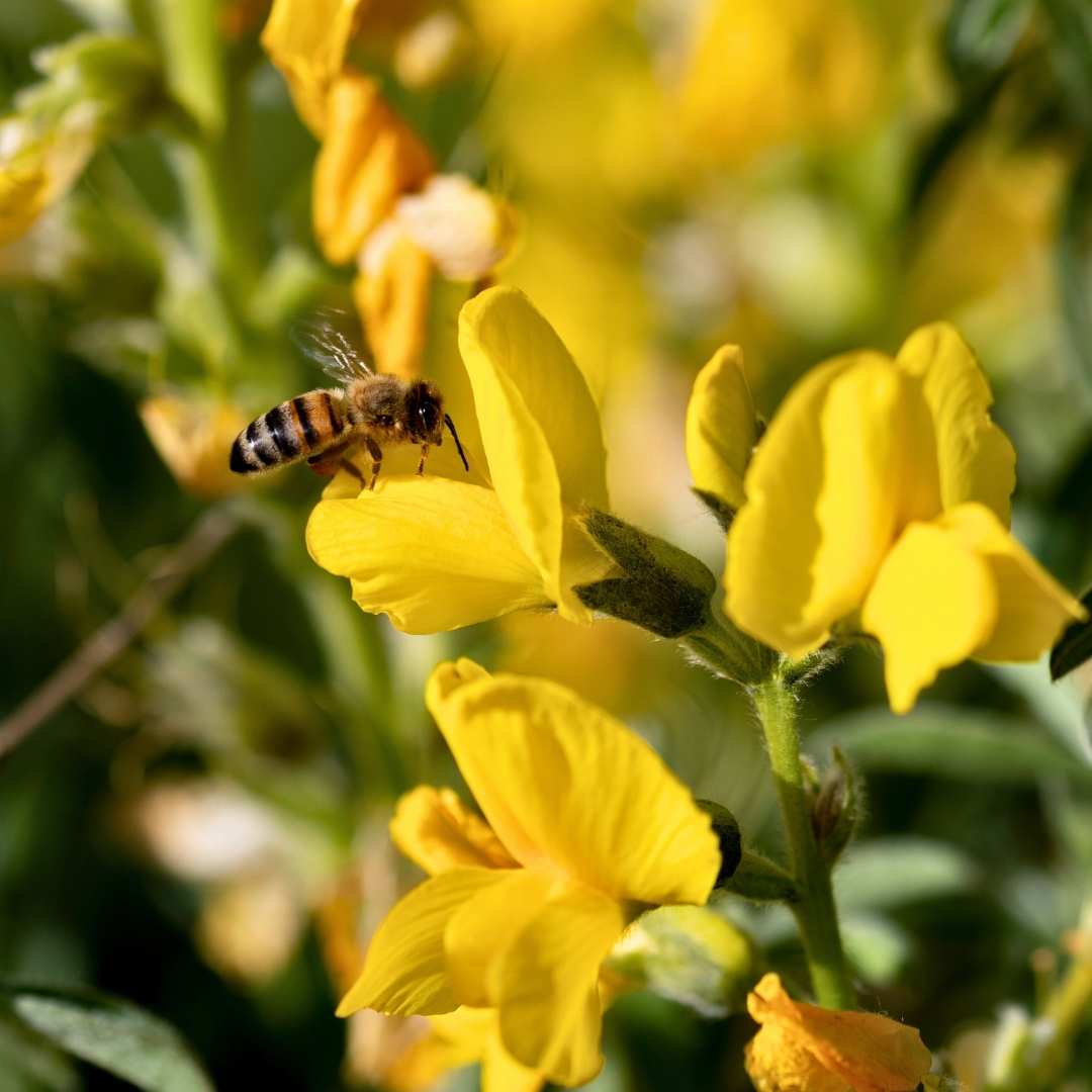 milliparklar's tweet photo. Piyan-Eber Sarısı (Thermopsis turcica) 🌼

En dar yayılışlı bitki türlerinden biri olan Eber Sarısı, “Mutlak Korunması Gereken Bitki Türleri Listesi”nde yer almaktadır.

Dünya üzerinde yalnızca Afyonkarahisar’daki Eber Gölü’nün g��neyi ile Akşehir Gölü’nün güneybatısında, meyve bahçeleri ile göller arasındaki dar bir hat boyunca yayılış göstermektedir.

Bakla, fasulye, nohut, mercimek, yonca ve tırfıl gibi ekonomik değeri yüksek türleri barındıran baklagiller familyasının bir üyesidir.

Genellikle mayıs ayı başında çiçek açan bitki, ağustos ayında meyve verir.

Hazırladığımız Tür Eylem Planı ile koruma altına aldığımız bu nadide tür, insanlığın ortak doğal mirasıdır; onu korumak hepimizin görevidir. 🌿

@TCTarim