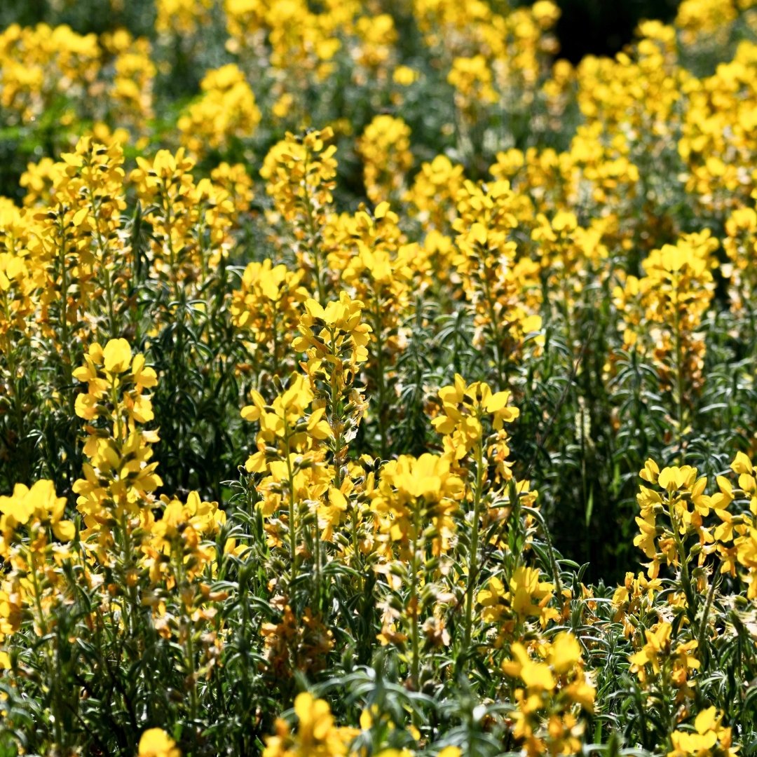Piyan-Eber Sarısı (Thermopsis turcica) 🌼

En dar yayılışlı bitki türlerinden biri olan Eber Sarısı, “Mutlak Korunması Gereken Bitki Türleri Listesi”nde yer almaktadır.

Dünya üzerinde yalnızca Afyonkarahisar’daki Eber Gölü’nün güneyi ile Akşehir Gölü’nün güneybatısında, meyve