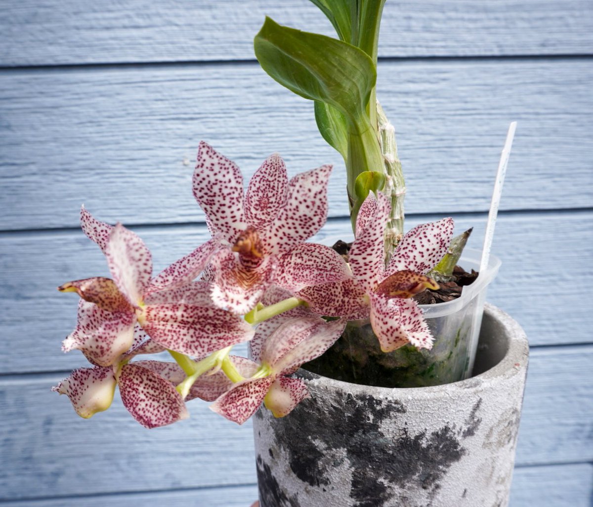 ミニ タケノコ蘭 SVO Mormodia Clowesia交配種 Clowesetum Acute Aspect 'Hot Spot'(MC) タケノコのピンクは全部