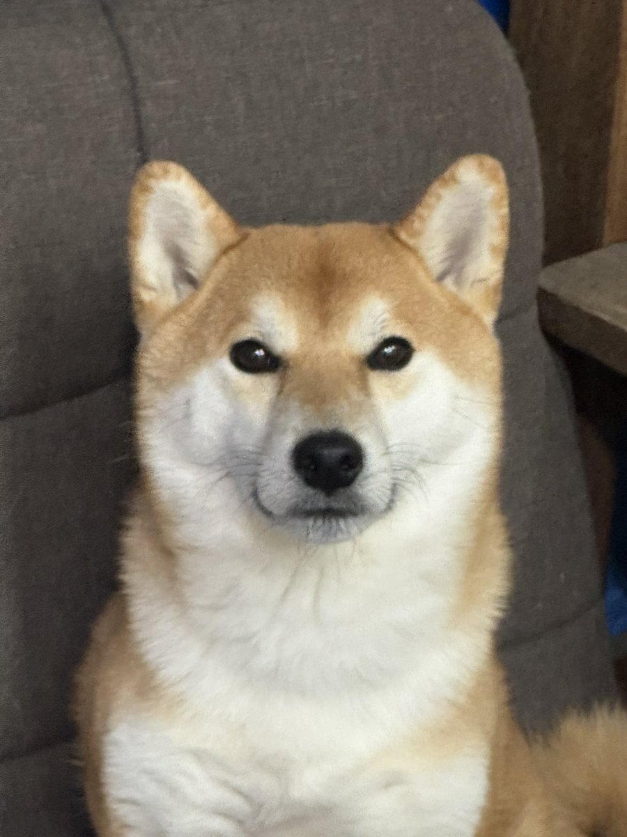 柴犬)むぎちゃん&ぎんちゃん (@shibakenmugi) / Posts / X