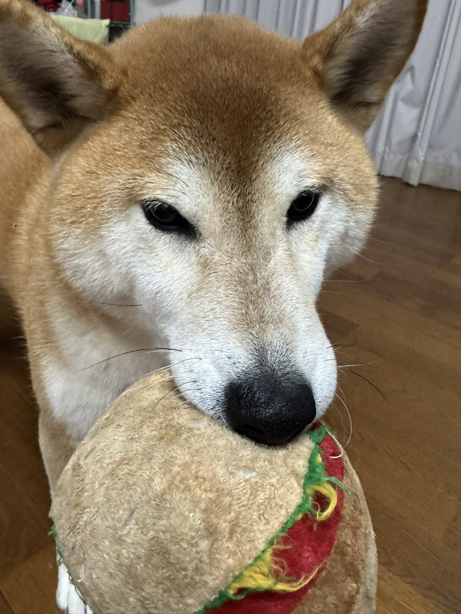 柴犬)むぎちゃん&ぎんちゃん (@shibakenmugi) / Posts / X