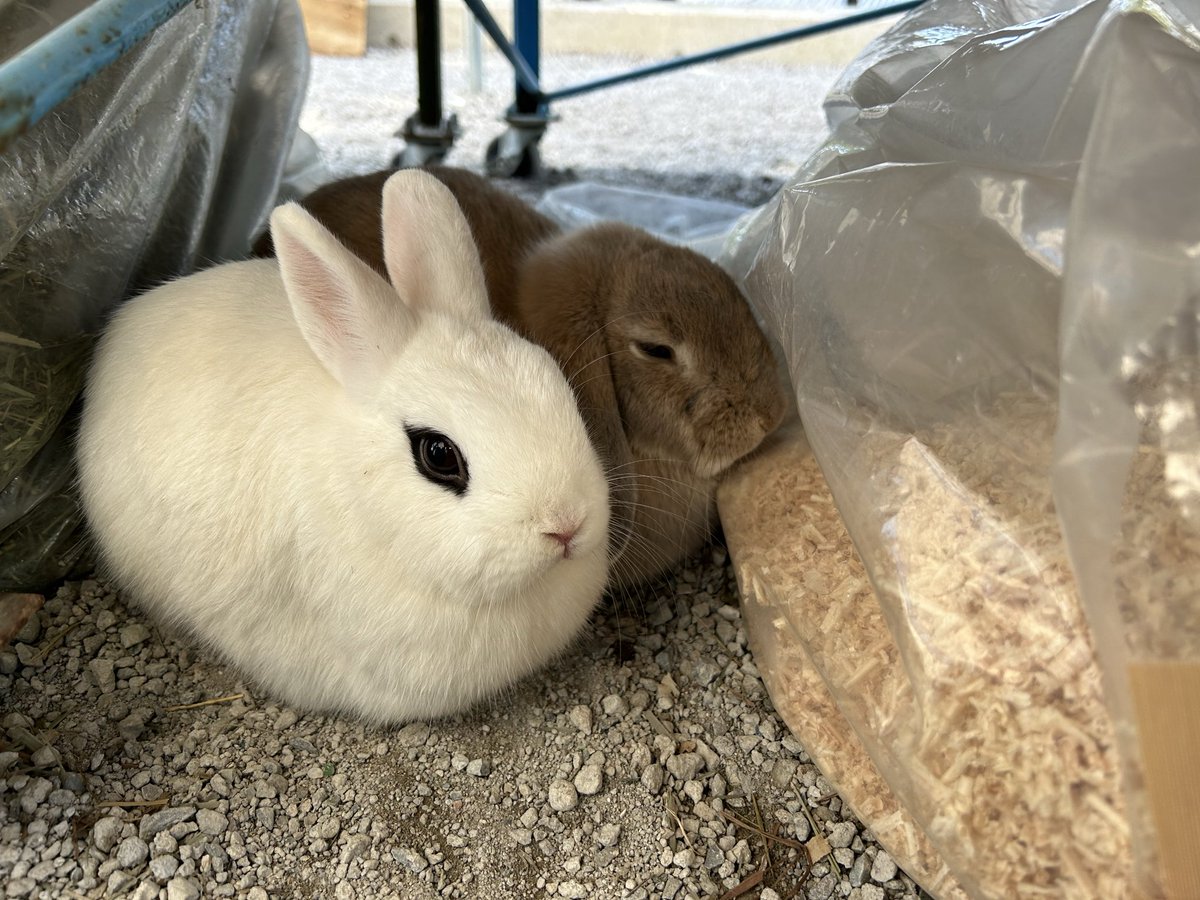 satsukiyama_zoo's tweet image. 本日、12月25日はウサギのスイセンの2才の誕生日です✨誕生日プレートをあげたところ、ツクシの方がたくさん食べていました😅
とても繊細で人がたくさんいる場所は苦手なスイセン。かんさつ広場イベント時は優しく見守ってあげてくださいね😌
これからも元気に過ごしてね

 #五月山動物園  #ウサギ