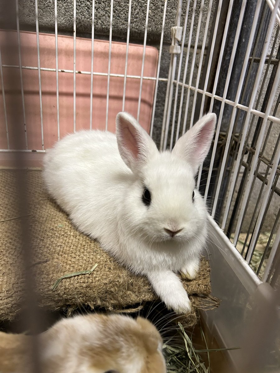 satsukiyama_zoo's tweet image. 本日、12月25日はウサギのスイセンの2才の誕生日です✨誕生日プレートをあげたところ、ツクシの方がたくさん食べていました😅
とても繊細で人がたくさんいる場所は苦手なスイセン。かんさつ広場イベント時は優しく見守ってあげてくださいね😌
これからも元気に過ごしてね

 #五月山動物園  #ウサギ