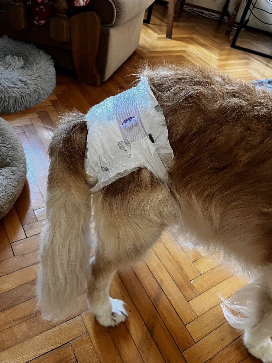 В результате купила самые большие детские, все равно маловаты, но лучше, сем собачьи, резиночки мягкие, все тянется