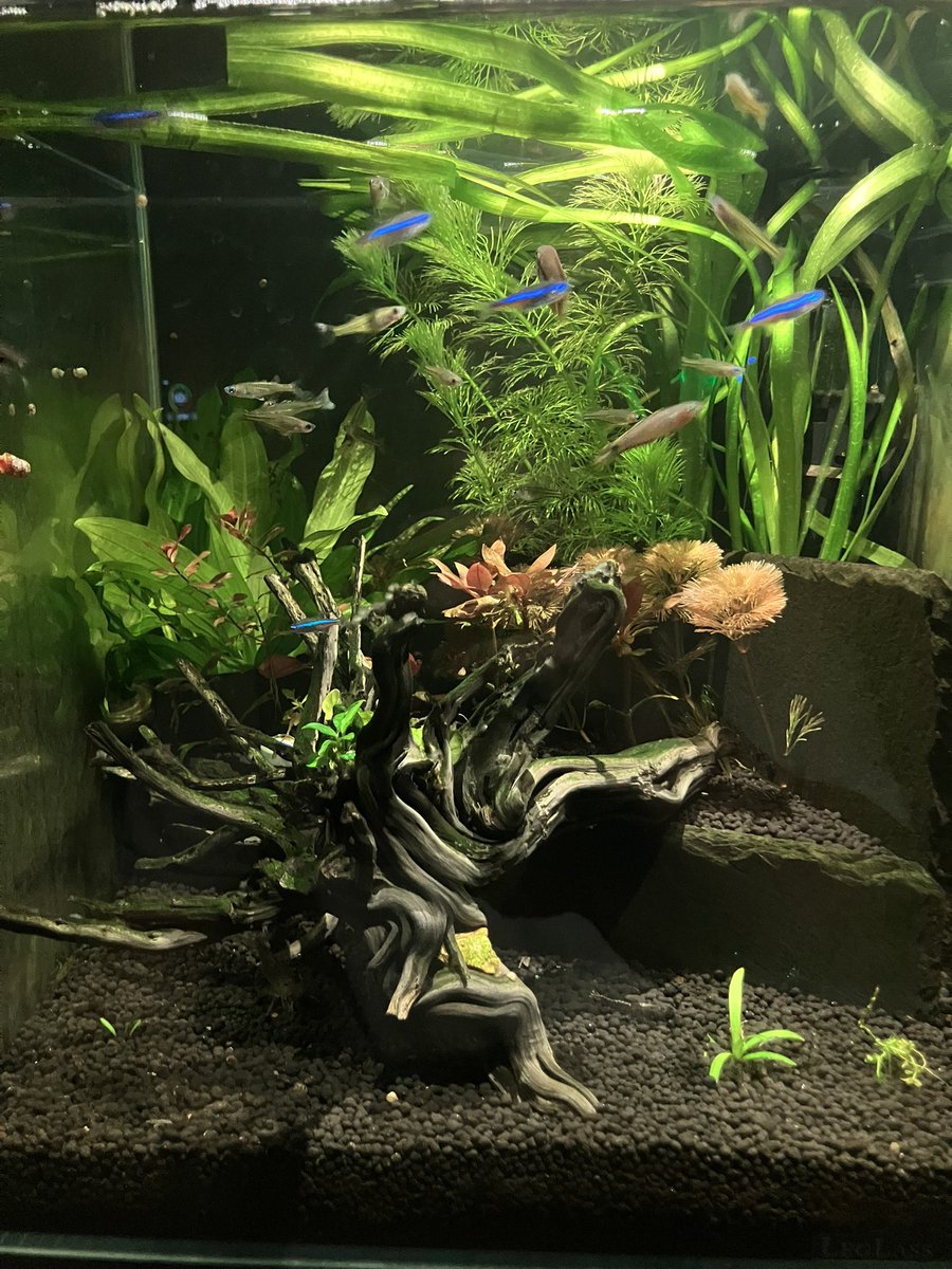 ついでにいい感じな水槽みてくれ.