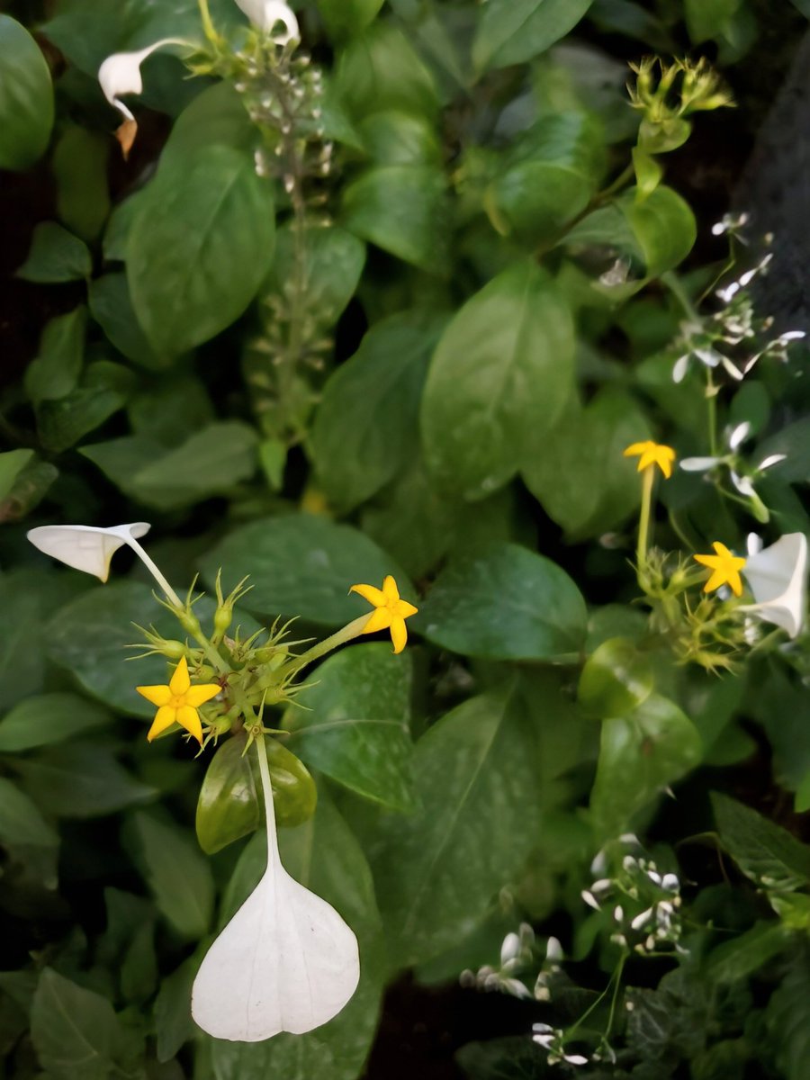 ❤mayu1589さま❤NoteMakingEnergy❤ 今日も1日 お疲れさまでした 素敵な夜を ❄︎𖡺𐂂𖡺❅