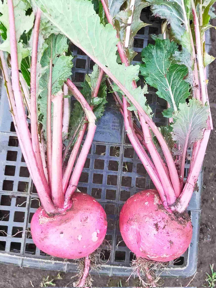 野菜と多肉のぴー農園 (@yasaidaisuki6) / Posts / X