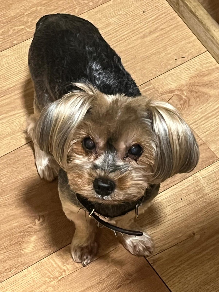 #MALLORCA
#OMAR tiene 10 años. Ha sido un perro muy querido y cuidado. Su propietaria ha ido a una residencia y él no tiene dónde ir.

Es bueno, en casa tranquilo, aunque en exterior se activa más. 
Es muy confiado, suelto en un sitio bien vallado, va bien con otros perros, pero