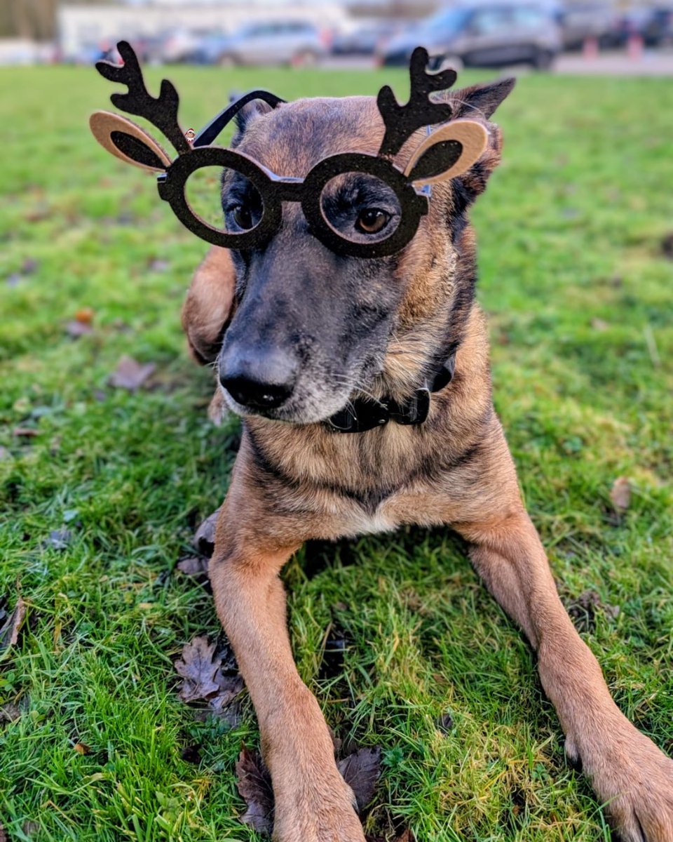 Cumbria Police Dog Section tweet media