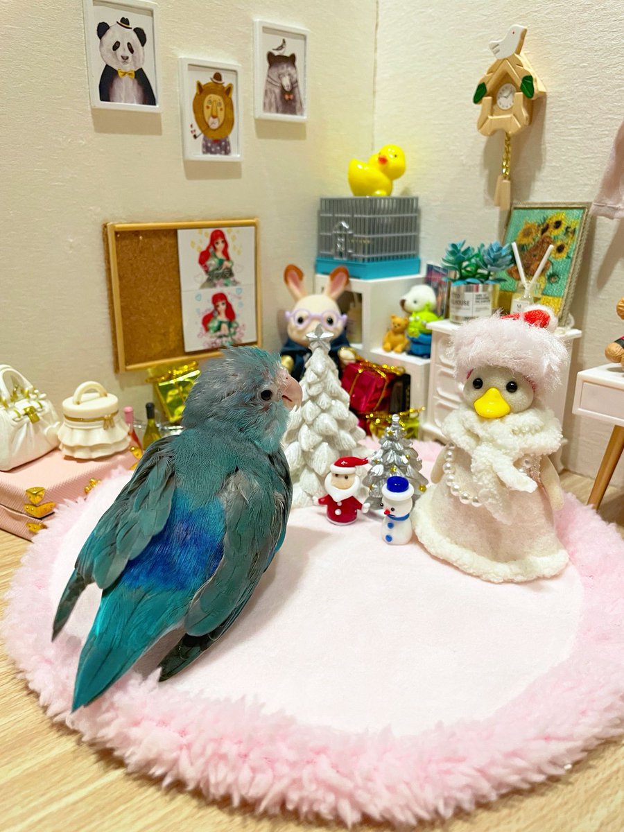 ℳ𝑒𝓇𝓇𝓎𝒞𝒽𝓇𝒾𝓈𝓉𝓂𝒶𝓈𐂂

今年も可愛いクリスマス写真が撮れました📸
#マメルリハ #インコ #クリスマス