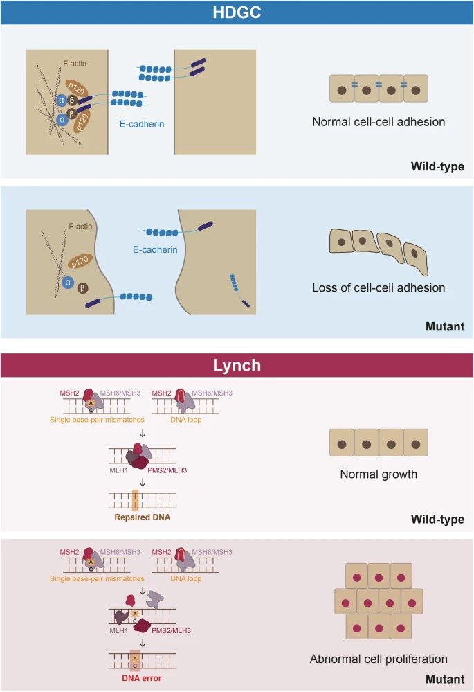 Nieves Martinez Lago MD PhD tweet media
