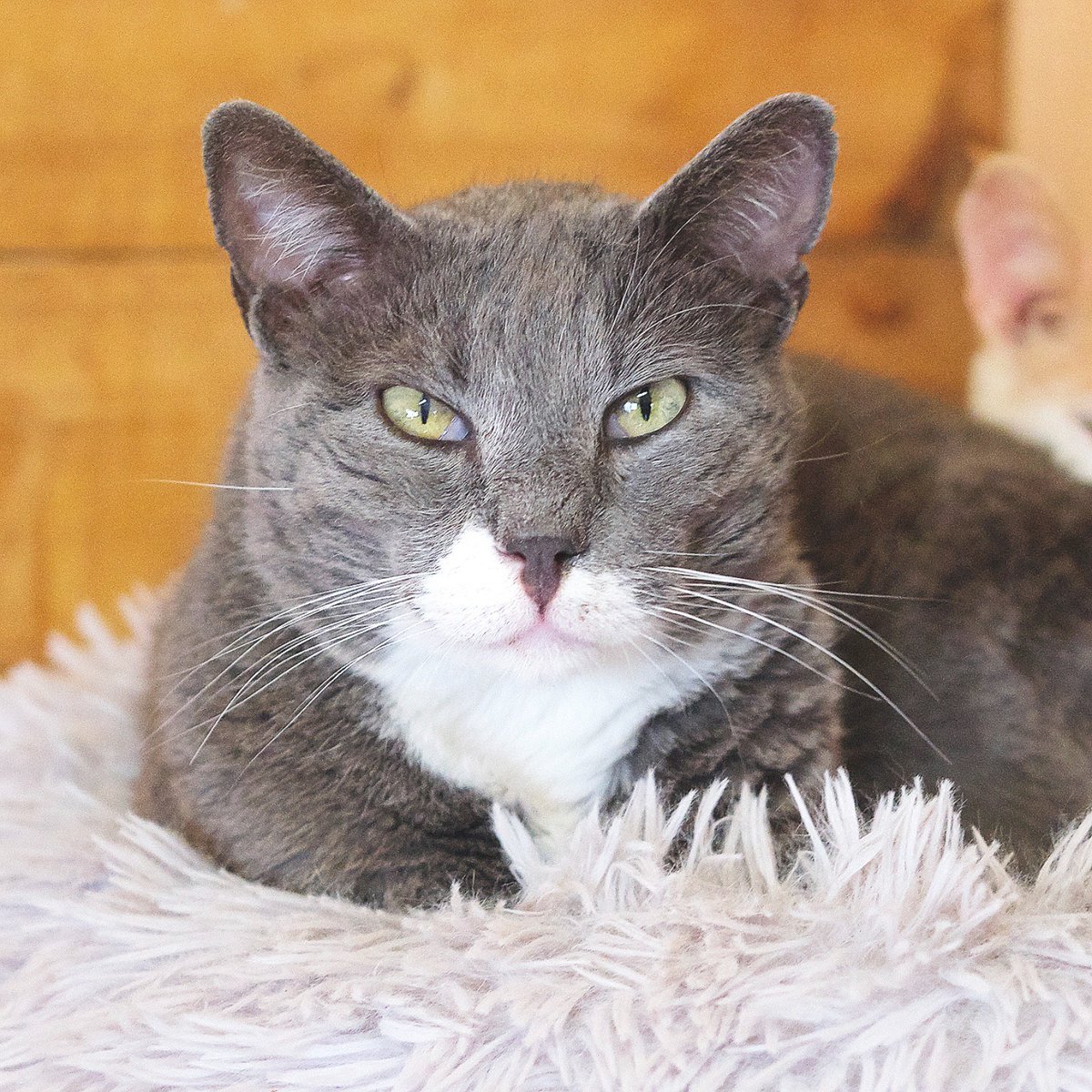 #BARCELONA
#PATROCLEO tiene 7 años. Fue rescatado junto con más de 30 gatos de un piso en el que malvivían. Es un gatito tranquilo y muy tímido. 

Es sociable con gatos tranquilos como él

Buscamos una familia que, desde el amor, la calma y el respeto, se gane su confianza. 
No