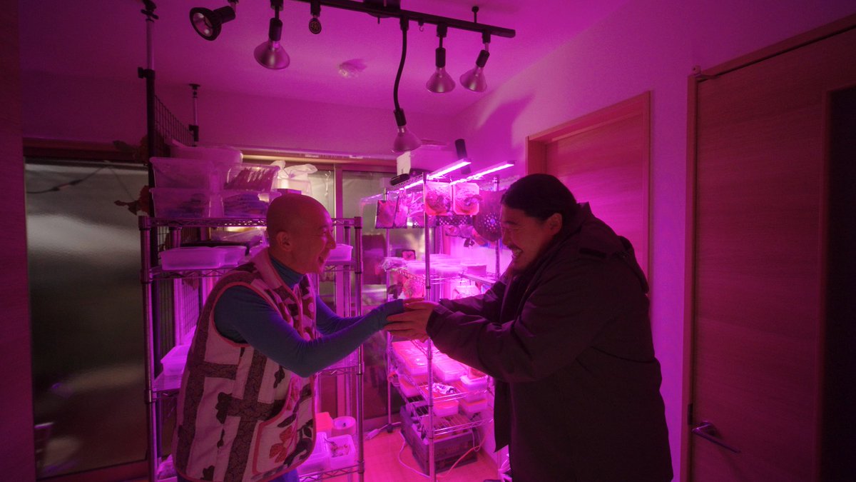 shokubutsu_club's tweet image. ／
ドラマ『変態植物倶楽部』
最終話あす深夜1:30～
＼

メリークリスマス🎄
明日はいよいよ最終話❕

副島(#一ノ瀬ワタル)は、
ビカクシダに乗っ取られ⁈
花畑(#ひょうろく)と新たな友情を結び…

植物好きの方も、初心者の方も皆様でぜひ🌱
TVer🔗tver.jp/series/srvtbke…

#変態植物倶楽部 #悠木碧