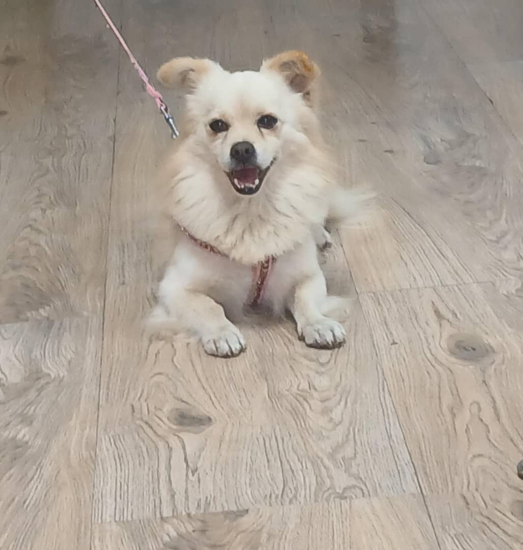 #فوری
دوستان این سگ رو ما توی جاده رشت انزلی نرسیده به خمام پیدا کردیم. قطعا گم شده. دامپزشکی هم بردیمش و بچه کاملا سالم و بی‌تاب صحابش هست.. خواهش میکنم ریتوییت کنین انشالله که بره خونه‌ش