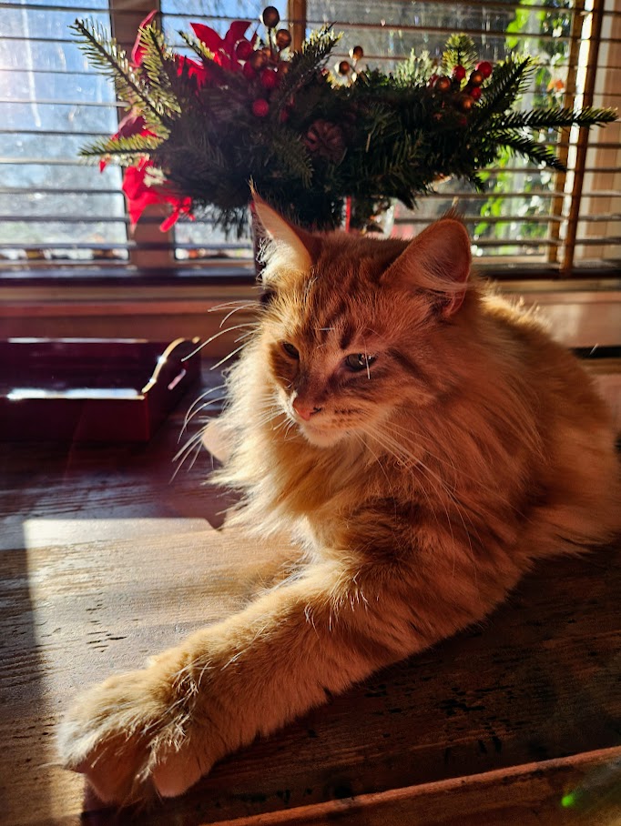 Op de keukentafel in de zon, de beste plek voor een koude kerstochtend.