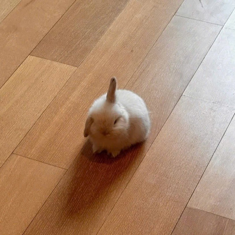 detamong's tweet photo. 김래빈이 할 수 있는 할 수 있는 제일 심한 욕 https://t.co/z0IflzEhuW