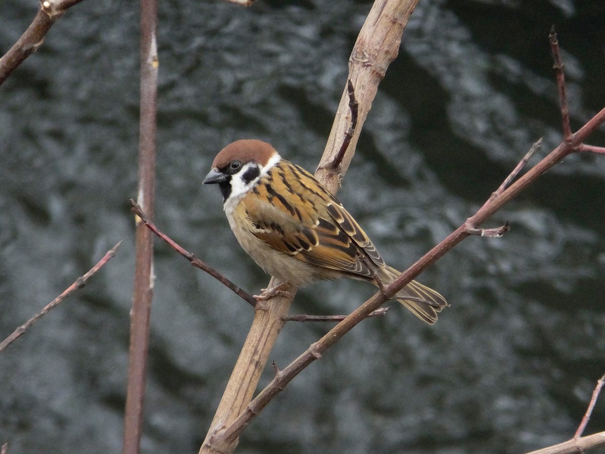 ✌︎(΄◉◞౪◟◉｀)✌︎ページ Cool Style JZX!