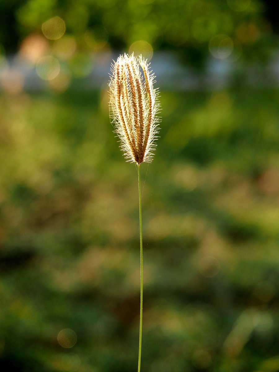 AEEdeHaze's tweet photo. Wat doe je op Kerstochtend? Die leuke 'pluimpjes' fotograferen in het mooie zonlicht...😊 https://t.co/Mkyi55Y6Ff