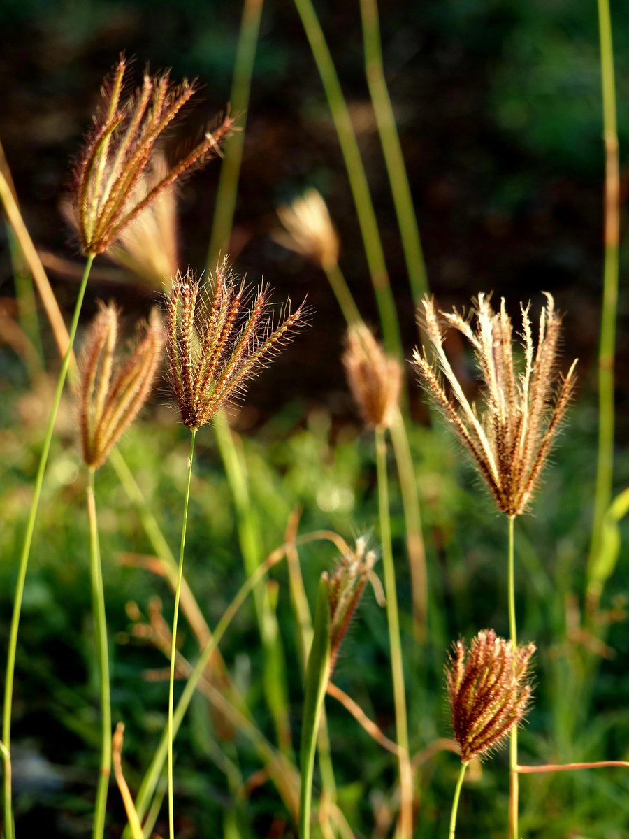 AEEdeHaze's tweet photo. Wat doe je op Kerstochtend? Die leuke 'pluimpjes' fotograferen in het mooie zonlicht...😊 https://t.co/Mkyi55Y6Ff