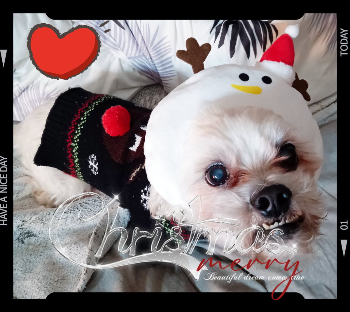 juria0301's tweet photo. 🦌𝙼𝚎𝚛𝚛𝚢 𝚇'𝚖𝚊𝚜🎁🎅🏻´- https://t.co/vaIdbCpGD0