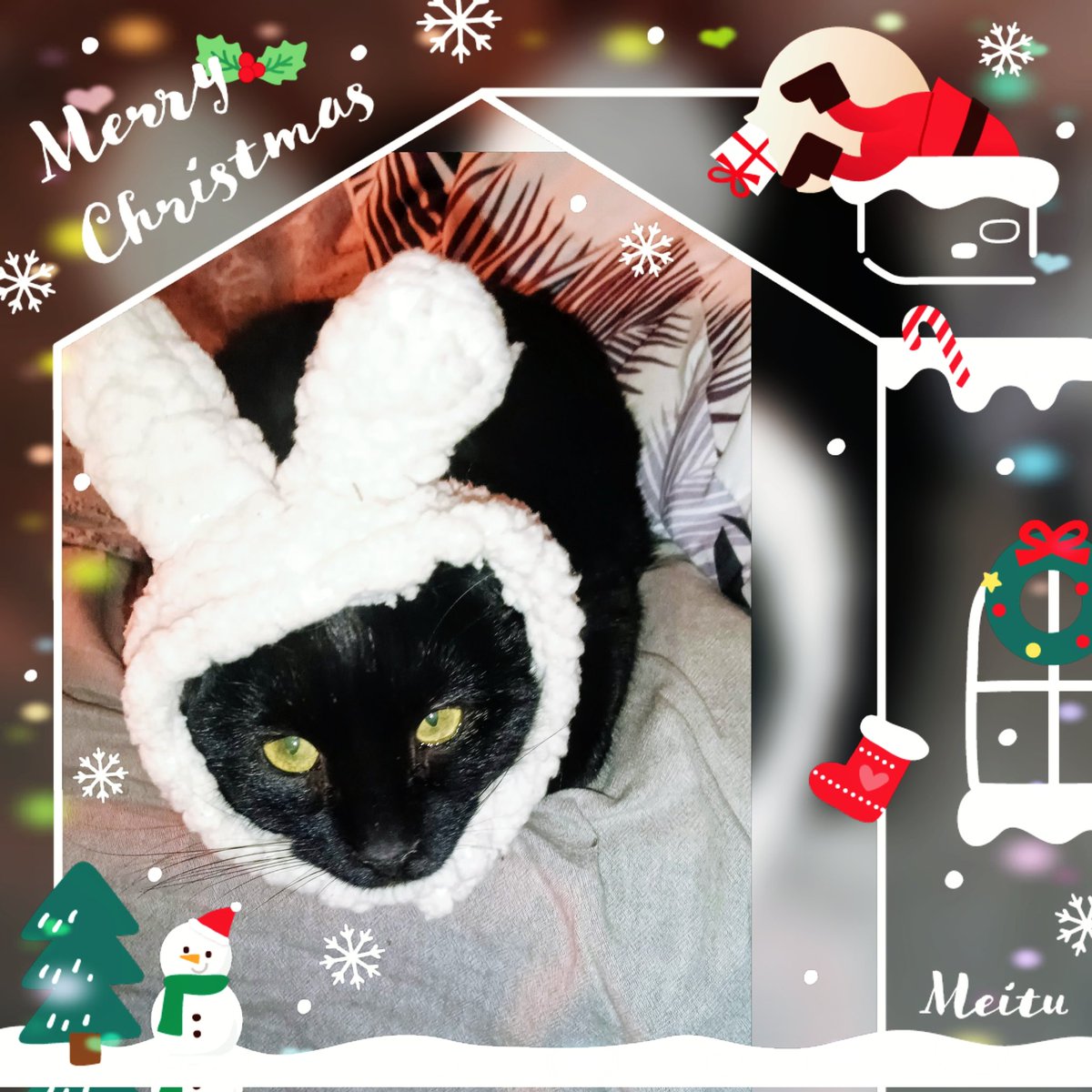 juria0301's tweet photo. 猫生初めてのクリスマスにゃー🐈‍⬛ᩚ https://t.co/wFLYYyMYDm
