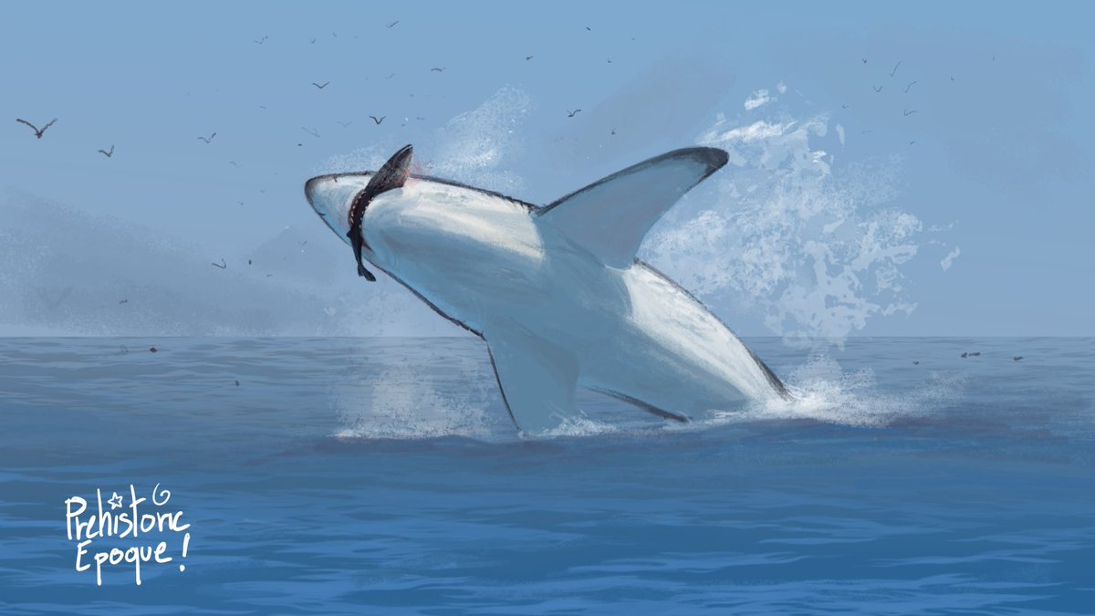Megalodon hunting a whale #paleoart