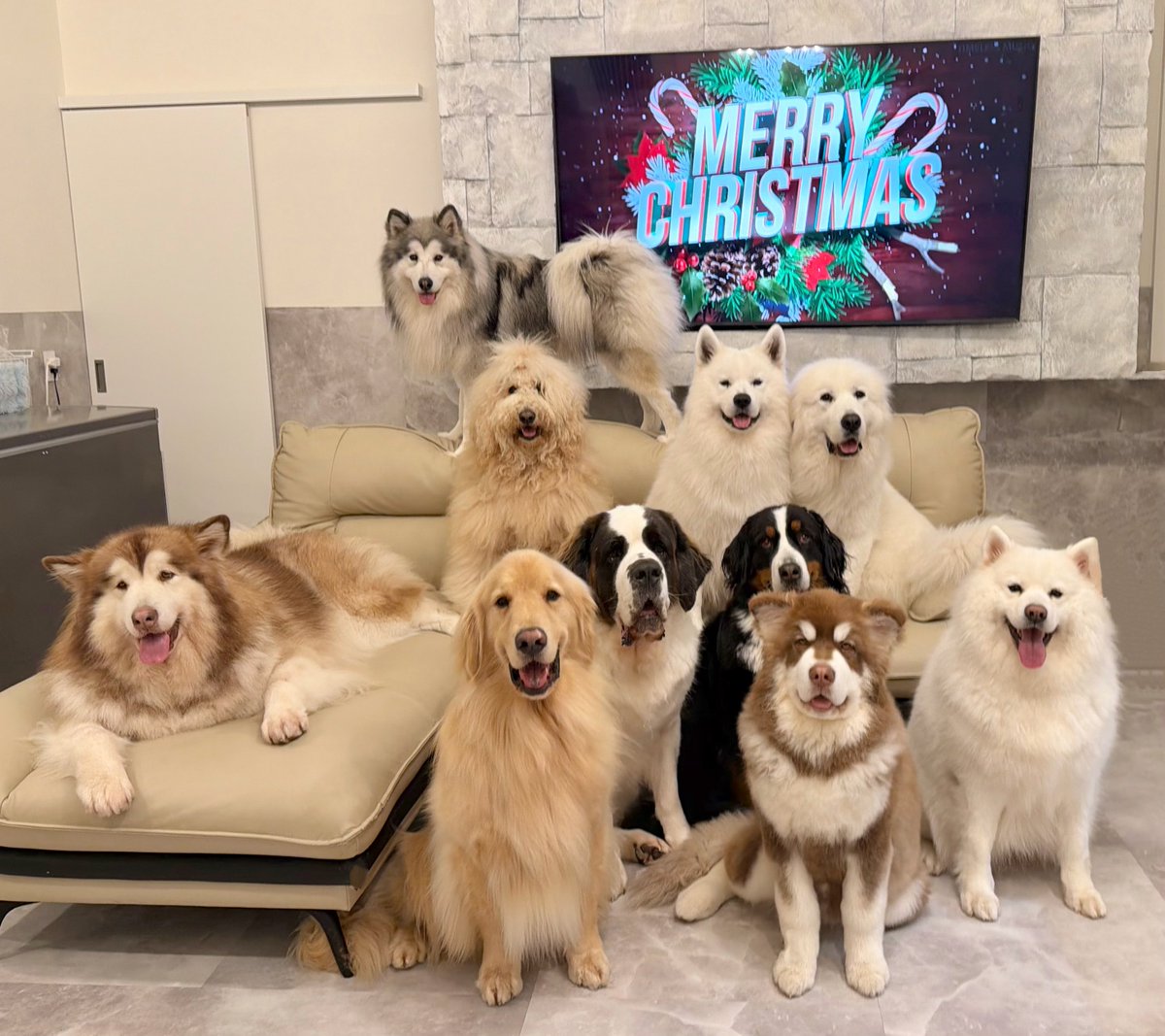 パンダ (@giantpanda99) / Posts / X