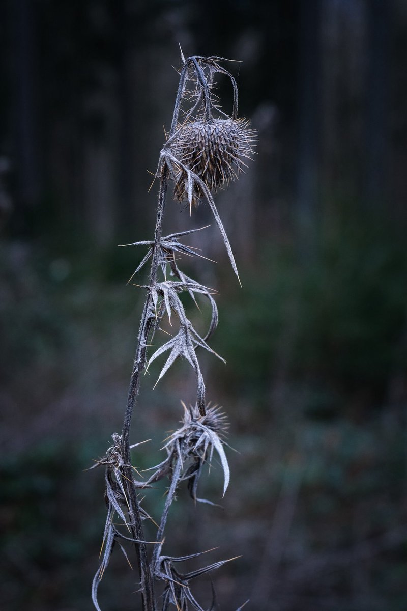 quhl5's tweet image. Merry Christmas Day.
#NaturePhotography #quhl5 #Weihnachten #Christmas