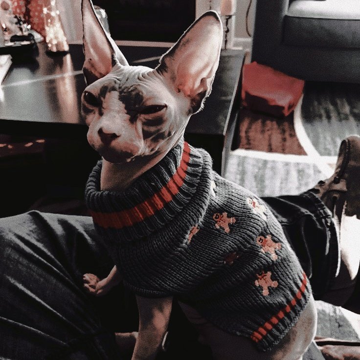 filmeor's tweet image. ⠀⠀⠀⠀ ⠀ ⠀⠀ ⠀ ⠀⠀
⠀⠀⠀𝐈'𝐥𝐥 𝐛𝐞 𝐡𝐨𝐦𝐞 𝐟𝐨𝐫 𝐂𝐡𝐫𝐢𝐬𝐭𝐦𝐚𝐬. ⠀⠀⠀⠀⠀ ⠀ ⠀⠀
⠀⠀⠀⠀⠀ ⠀ ⠀⠀ ⠀⠀⠀⠀⠀ ⠀ ⠀⠀