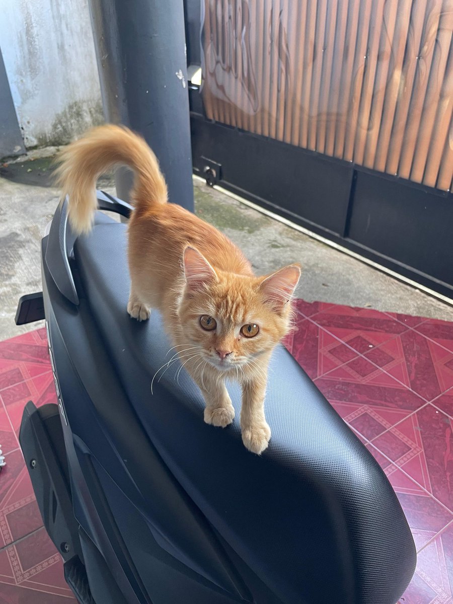 open free adopt kucing betina :

- kucing liar ke rumah waktu masih kecil
- awal jamuran dan cacingan udh diobati, skrg udh sehat
- aktif dan clingy

Syarat adopter :
- Pro steril
- Mau mengirimkan kabar waktu ditanya 
- Mau merawat dan mengobati saat sakit 

📍singosari, malang