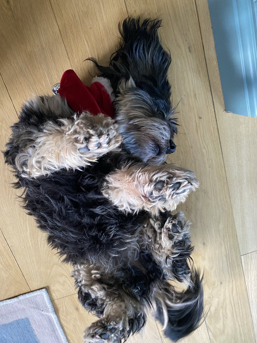 webbobirdie's tweet image. Happy Christmas @NiallHarbison from our Serbian rescue dog Poppy wearing her Santa bandana. Poppy dogs are the best dogs!