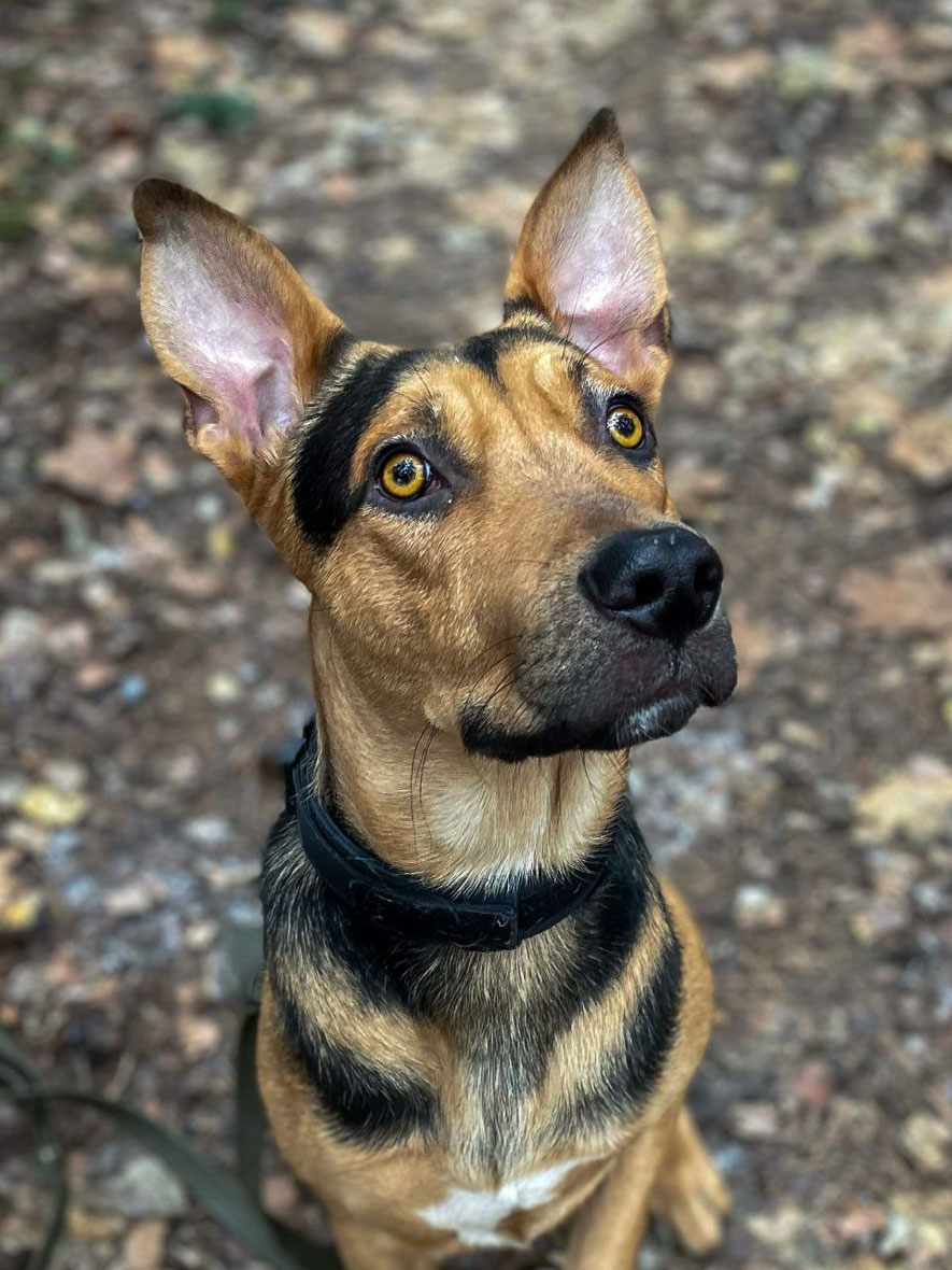 zverikivdar's tweet image. #Москва и МО
🎄 Умный, контактный, игривый Рокки ищет дом! 🏡 🐕
Рокки, 3 года, 28 кг, кастрирован, привит, приучен к выгулу 3 раза в день, ест натуралку.
Умный, контактный, игривый, в меру любопытный, легко обучаемый, поначалу осторожный.