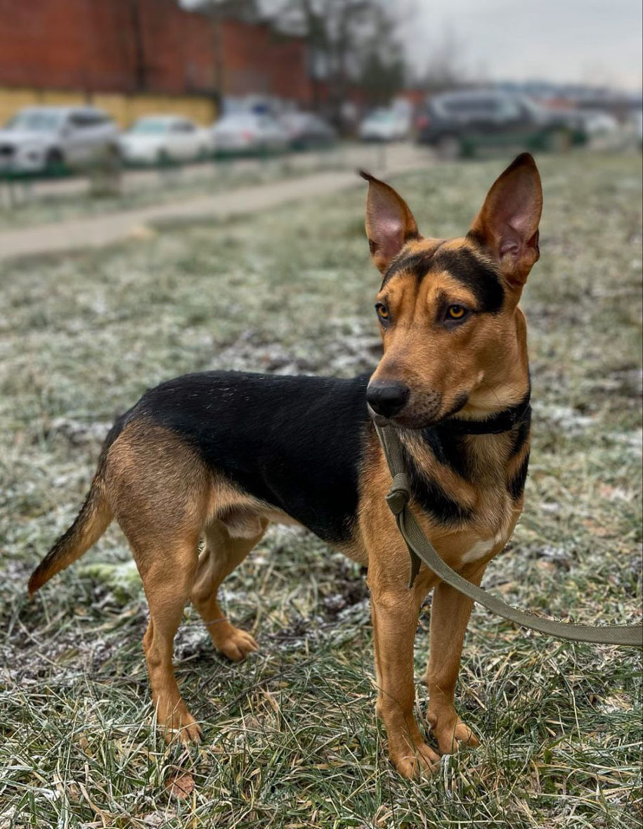 zverikivdar's tweet image. #Москва и МО
🎄 Умный, контактный, игривый Рокки ищет дом! 🏡 🐕
Рокки, 3 года, 28 кг, кастрирован, привит, приучен к выгулу 3 раза в день, ест натуралку.
Умный, контактный, игривый, в меру любопытный, легко обучаемый, поначалу осторожный.