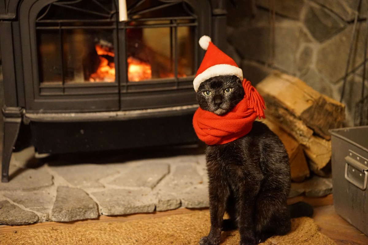 ノロ【くろねこノロのたび】 tweet media