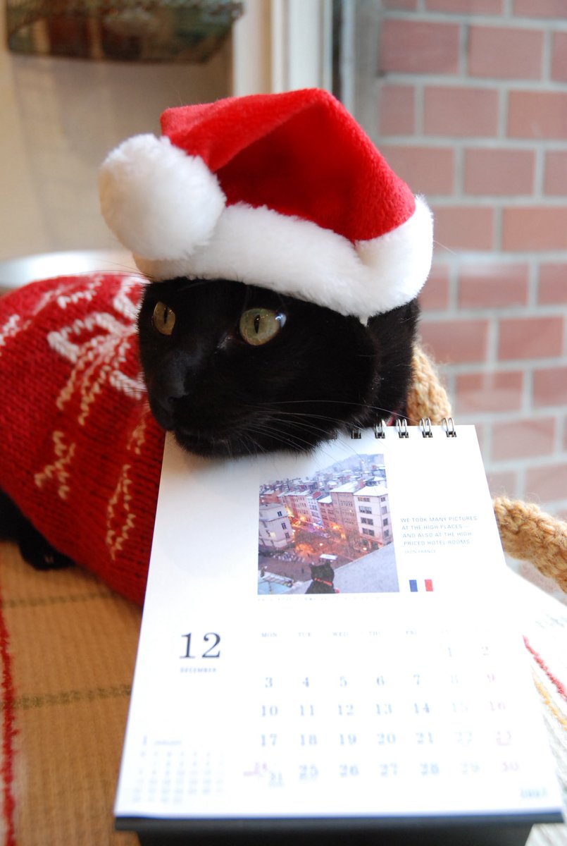 ノロ【くろねこノロのたび】 tweet media