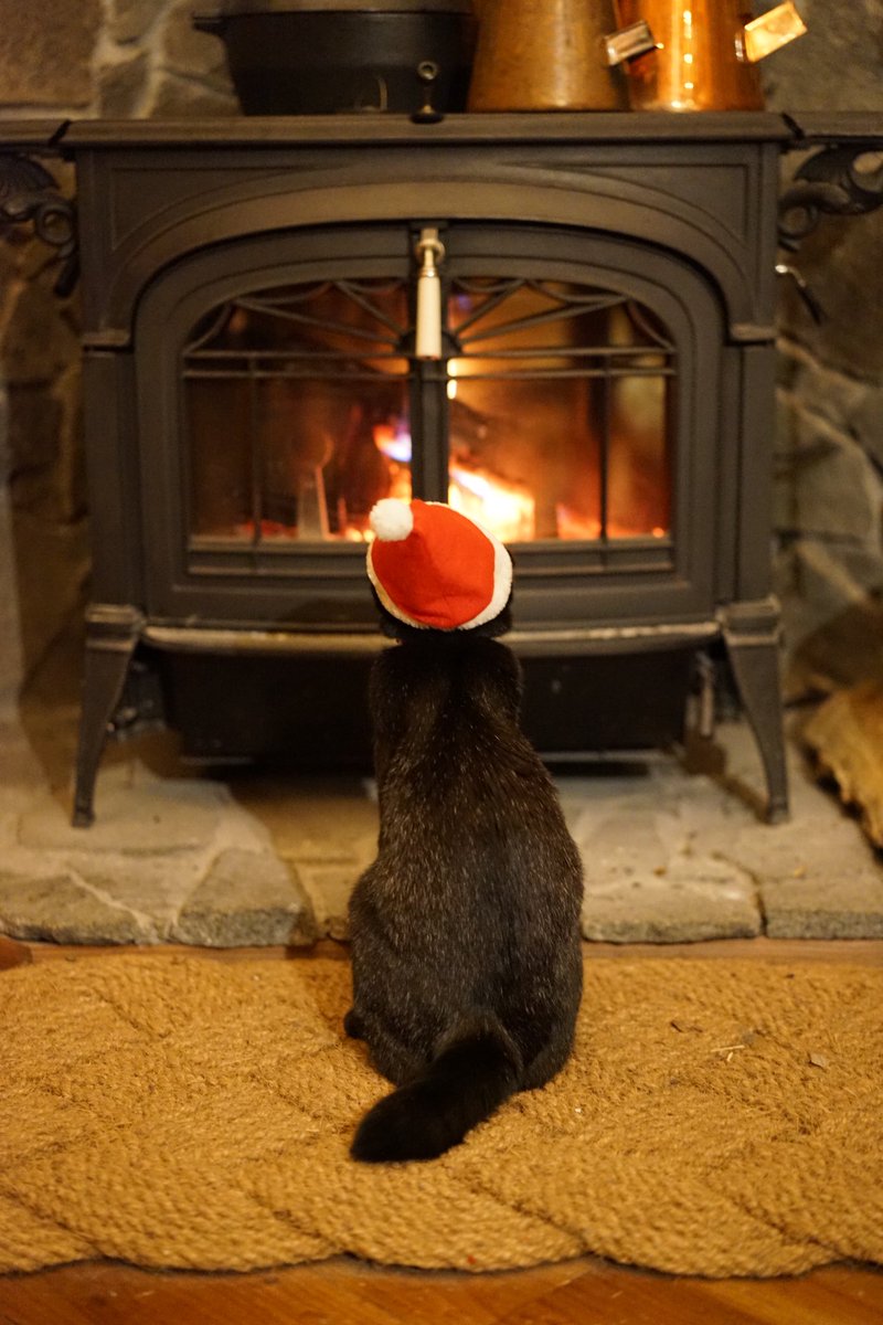 ノロ【くろねこノロのたび】 tweet media