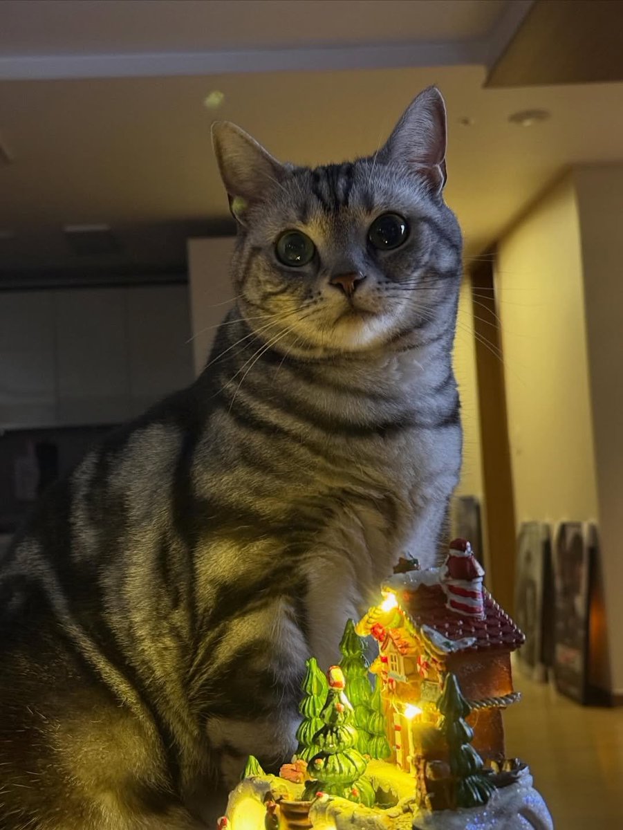 251225 @/_ryeoun IG post update

Merry Christmas from Udong !!! 🐱

#려운 #Ryeoun