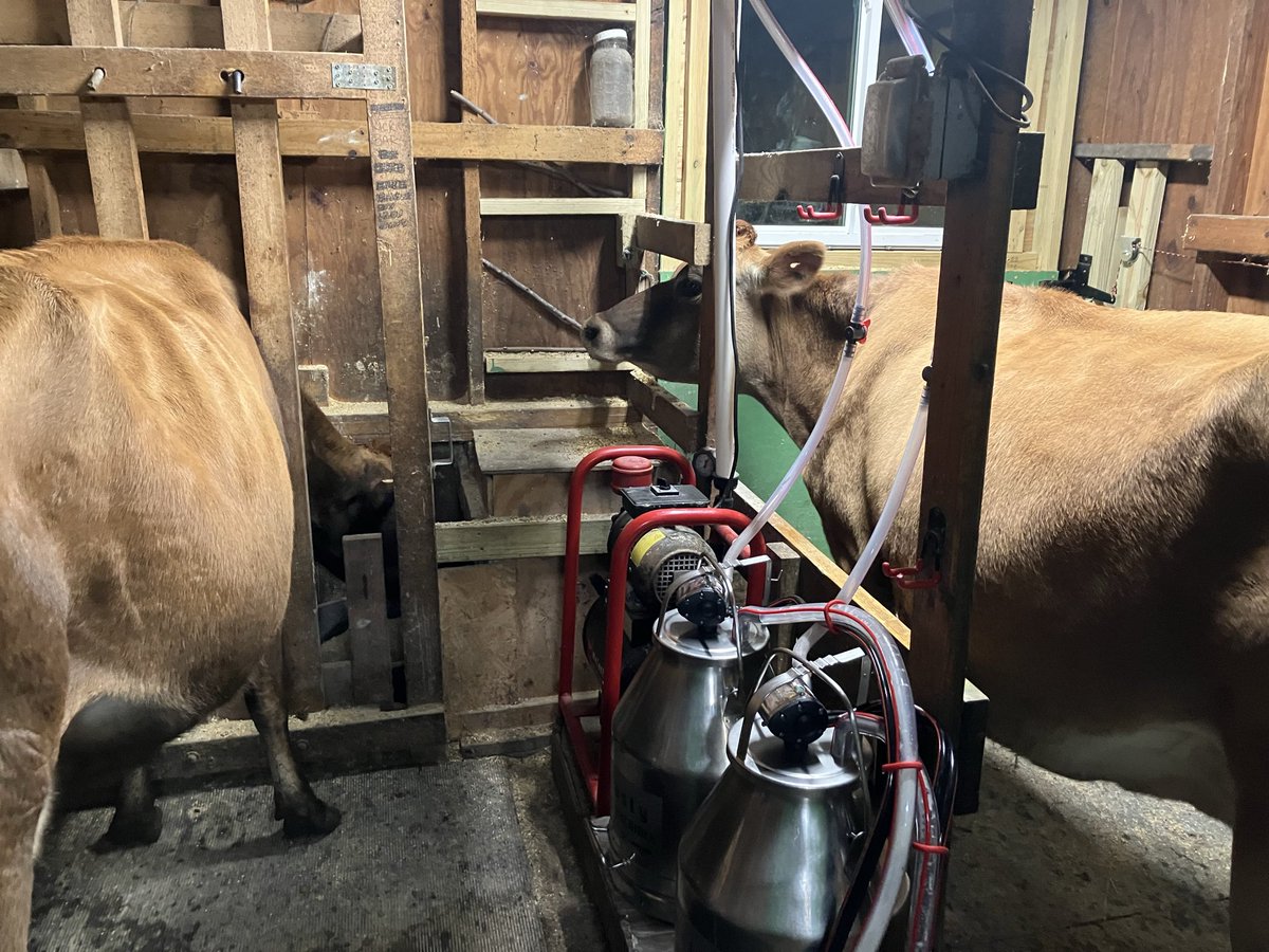 Merry Christmas from my herd to yours! My pretty girls cranking out the milk this morning and making my life easy!