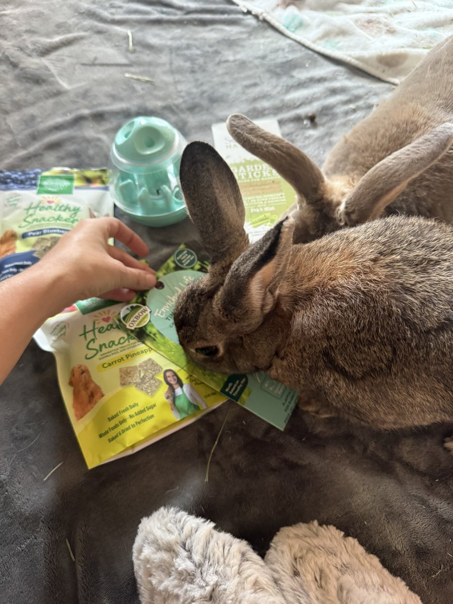 BunandFitz's tweet photo. Today was filled with soo many snacks and good treats we’d feel so spoiled and loveeee our new toy! Thankyou @SehtiSehti for setting this us. Thankyou @RainCityBunnies for the treats. This is an amazing community! https://t.co/rz2Kim8xhM