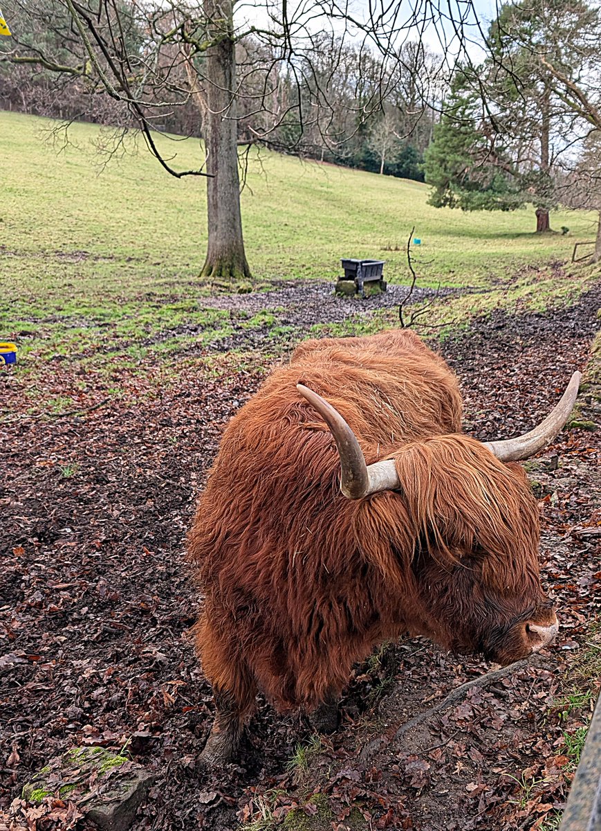 tourbritain's tweet photo. This afternoon I am posting a couple of #Christmas Day images of #Highland Cows taken at #Pollok Country Park, #Glasgow, Scotland:https://t.co/vNDwbAyBPU https://t.co/uZhLU2kJgb