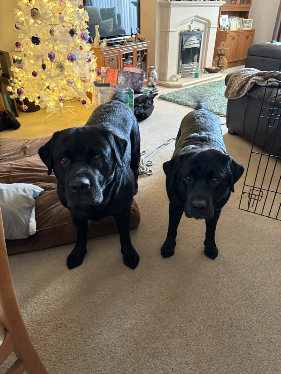 Black_Lab_CS's tweet image. Merry Christmas 🥳 from us 🖤