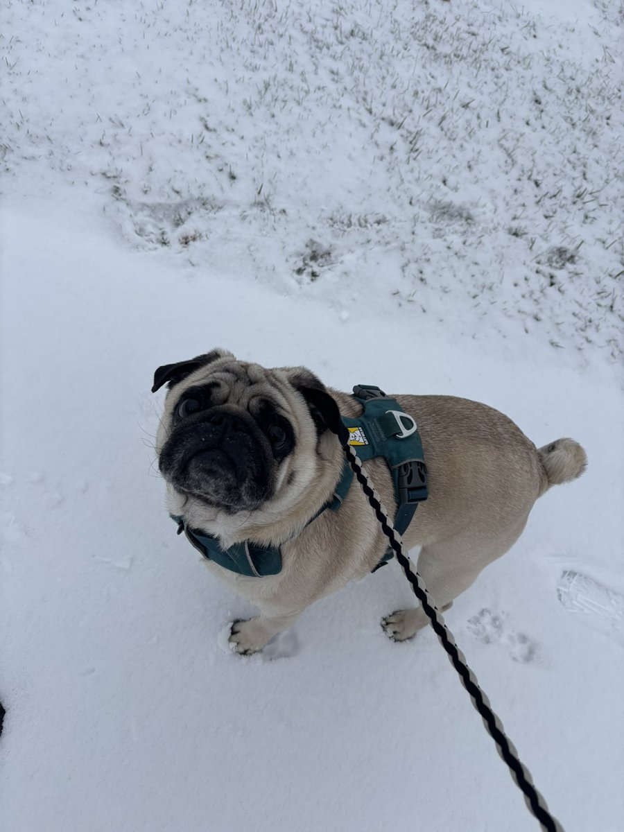 Merry Christmas everyone!! No stream today but as compensation have this photo of Gus who looks like a model