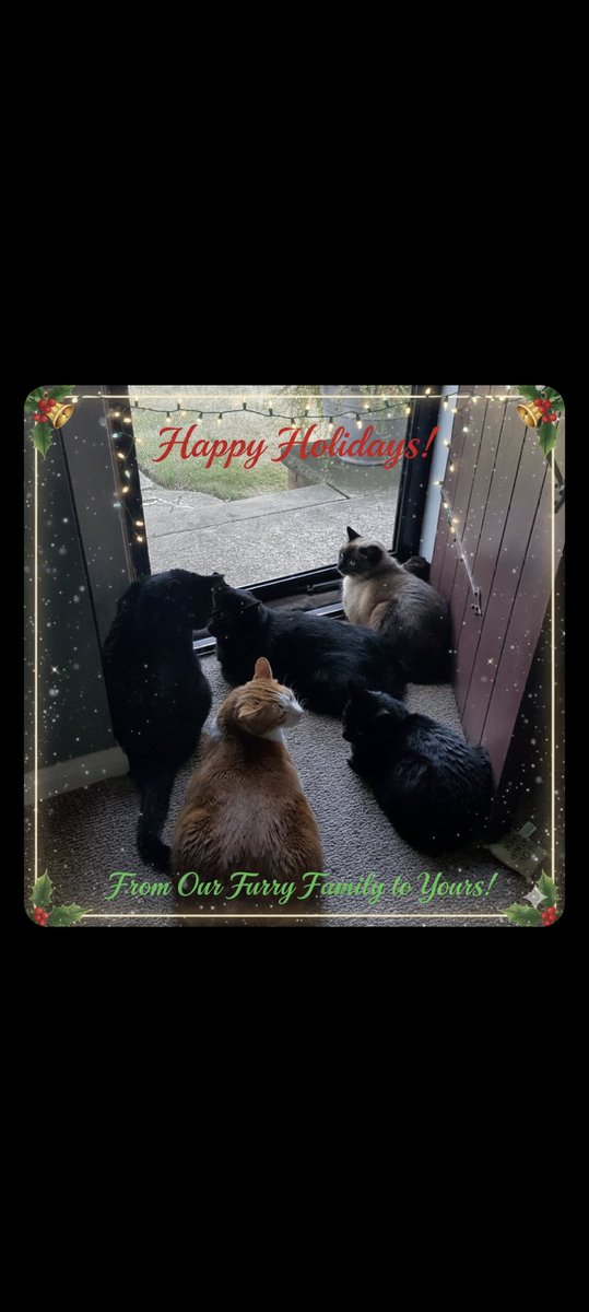 Five house cats tweet media