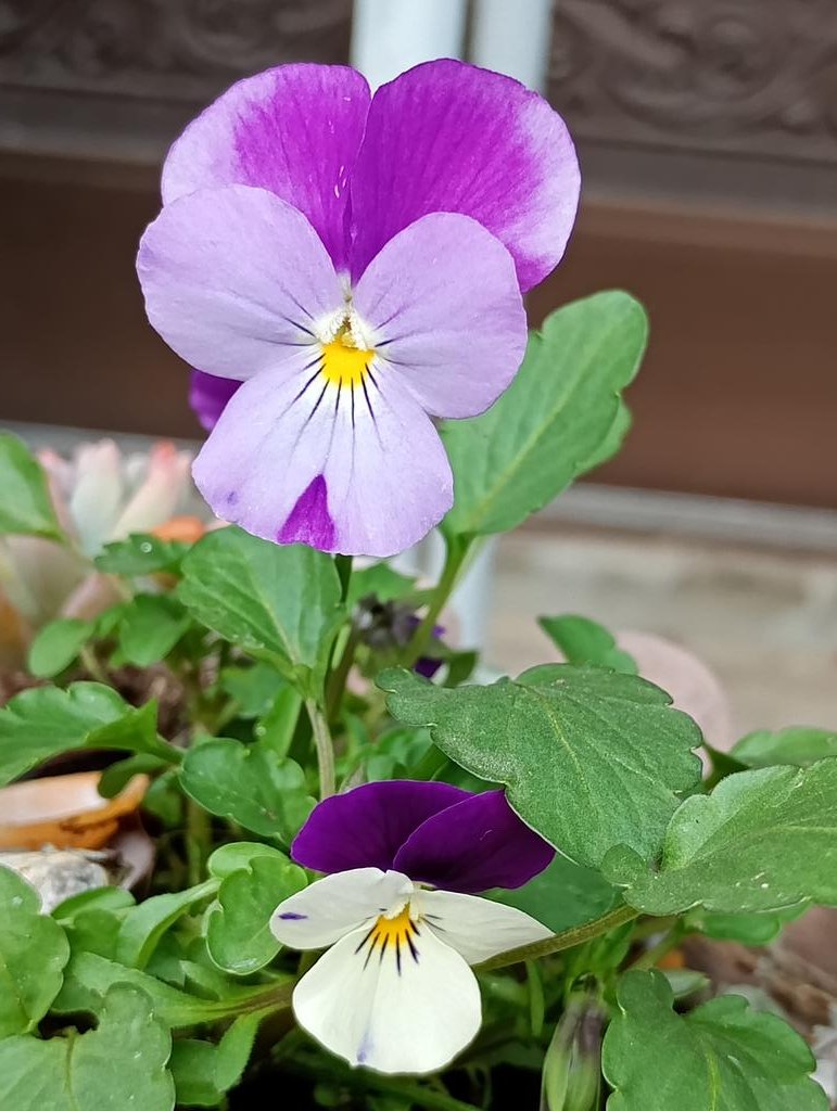 ひとつの株から違う色が咲くとは　寝る