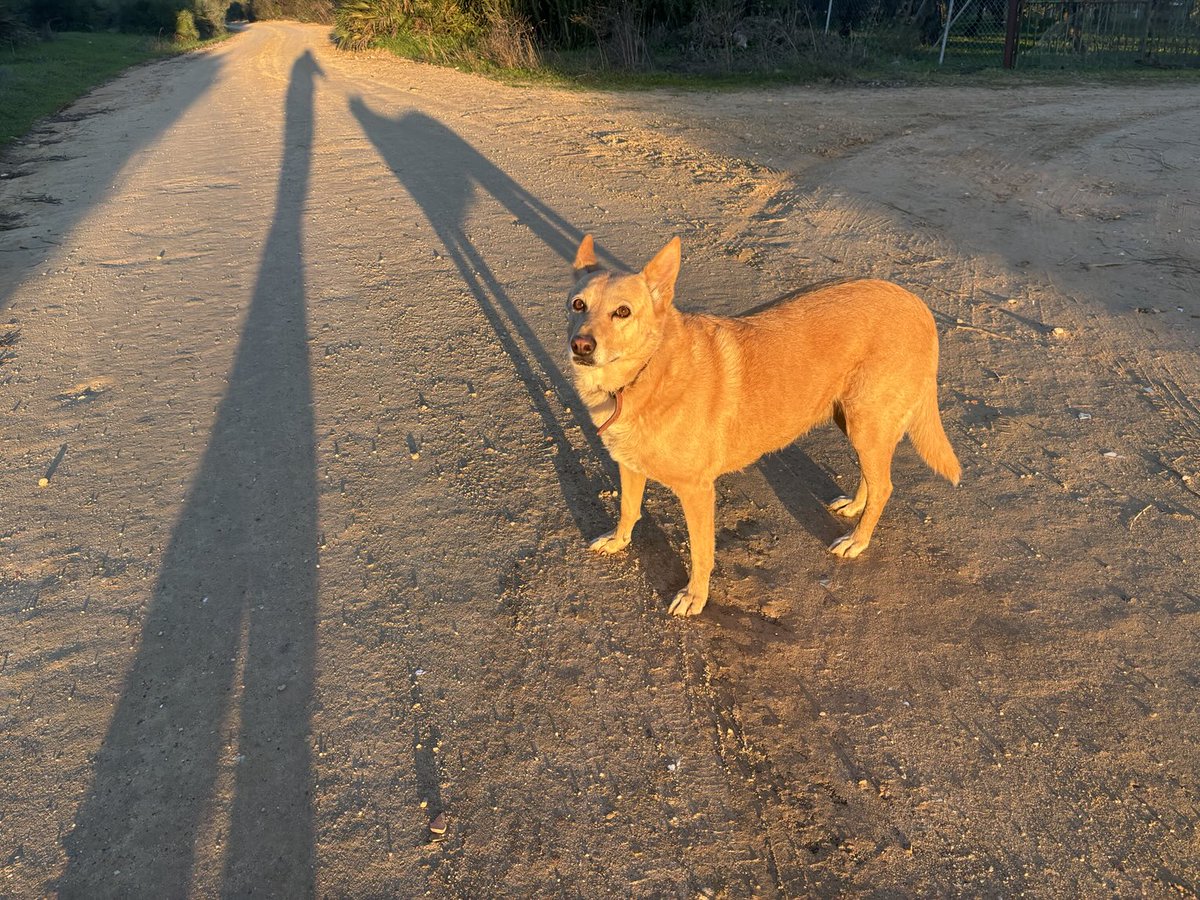 José Paneque tweet media