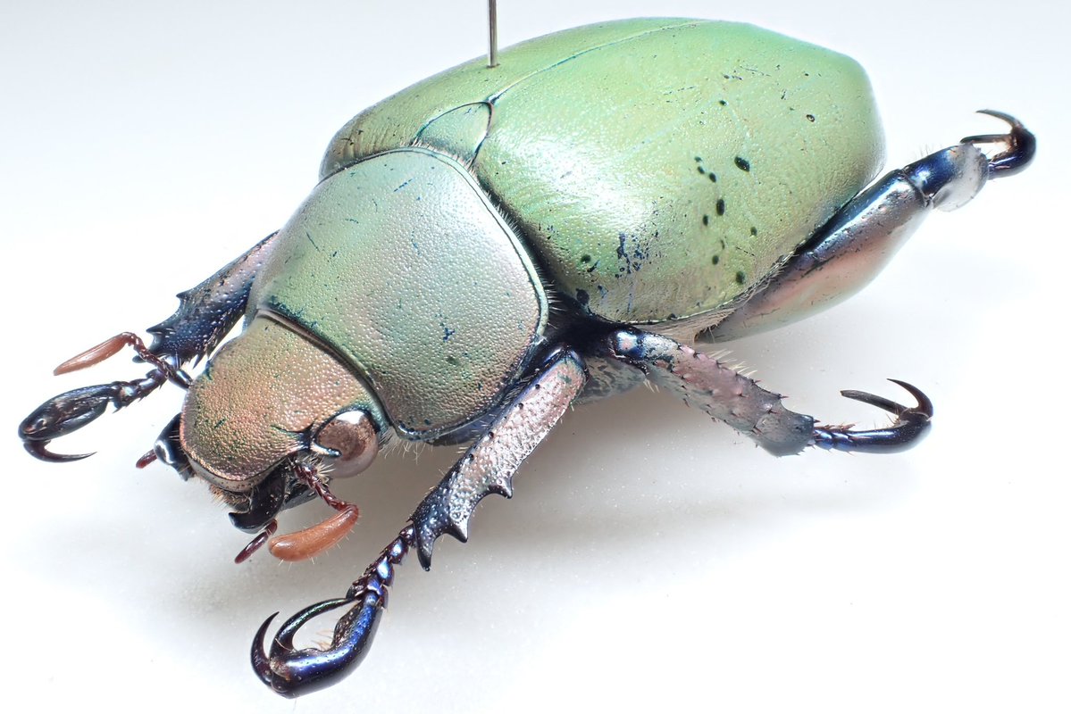 昆虫標本　ウグイスコガネ ウグイスコガネの標本でもこれに近い色を脚部や腹部に残す種があるので