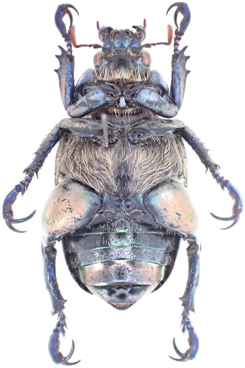 昆虫標本　ウグイスコガネ ウグイスコガネの標本でもこれに近い色を脚部や腹部に残す種があるので